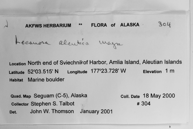 Aleutian Rim Lichen photo 5