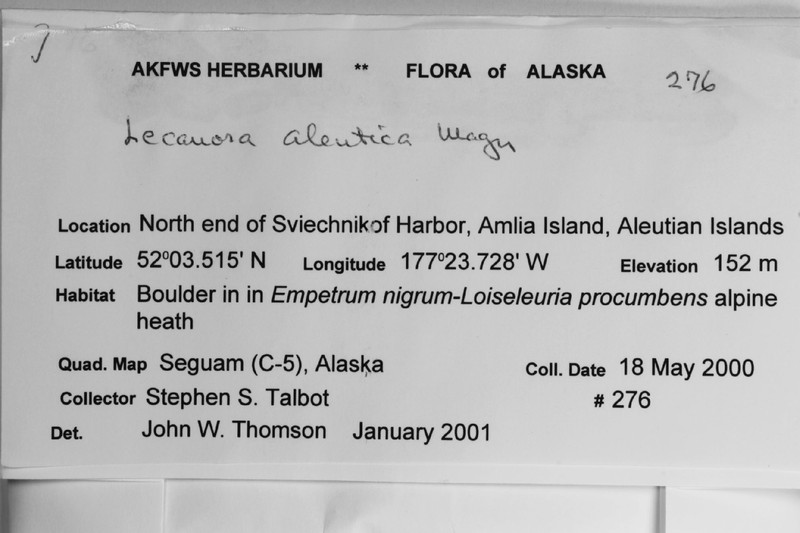 Aleutian Rim Lichen photo 6
