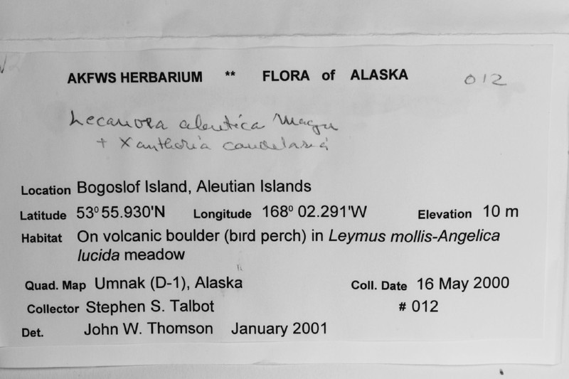 Aleutian Rim Lichen photo 7