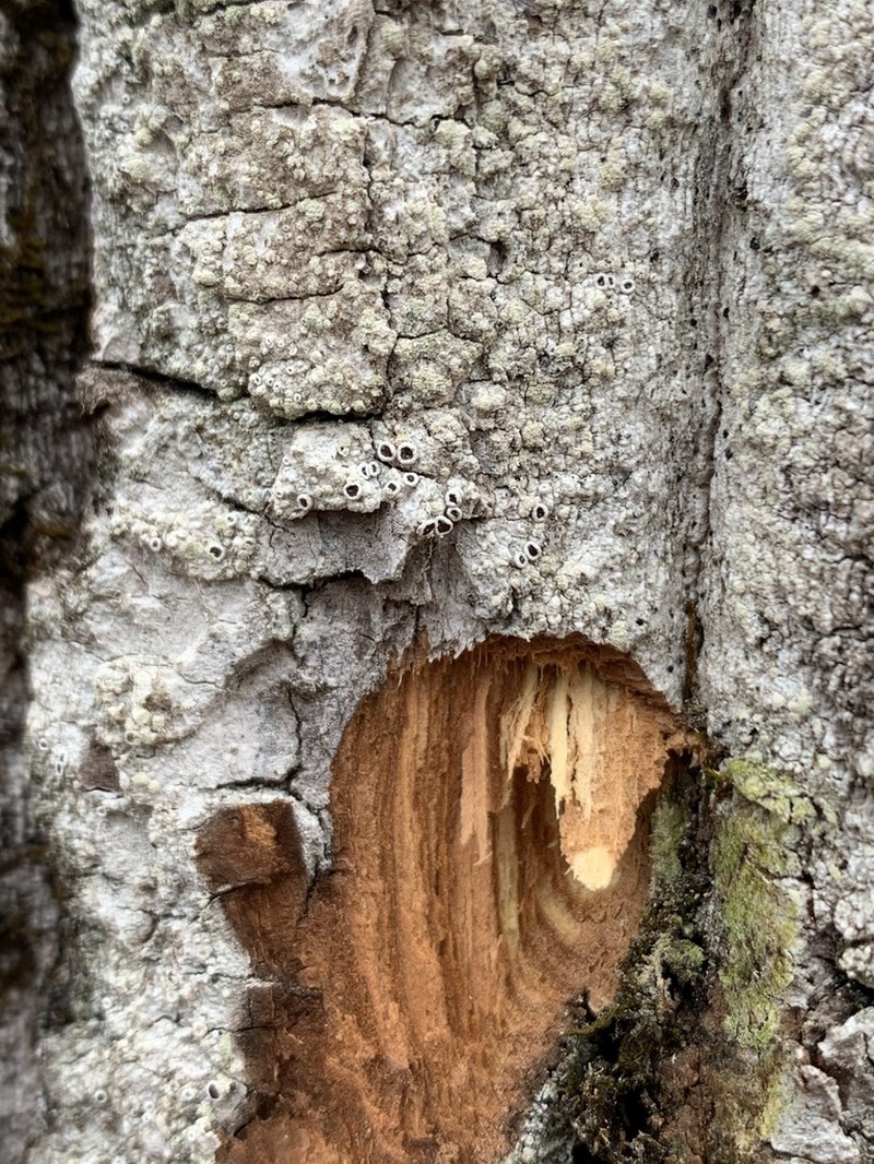Rim Lichen