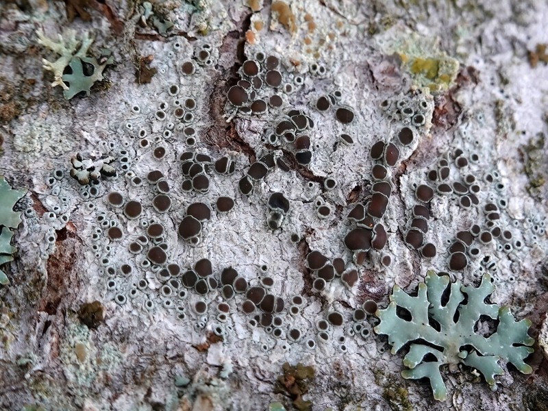 Rim Lichen photo 2