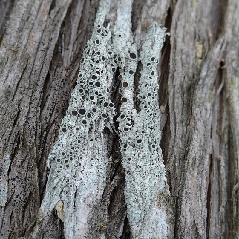 Rim Lichen photo 3