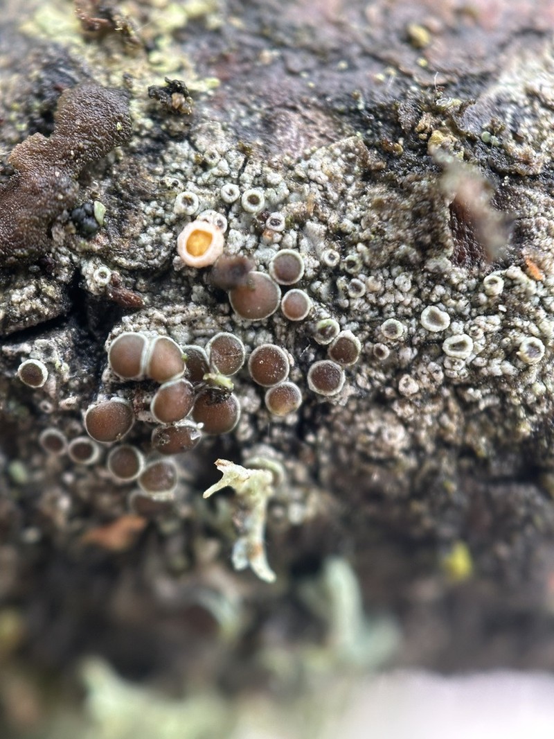 Rim Lichen photo 4