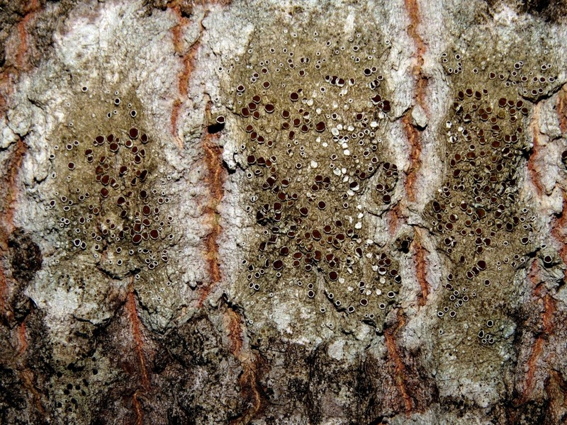 Rim Lichen photo 5