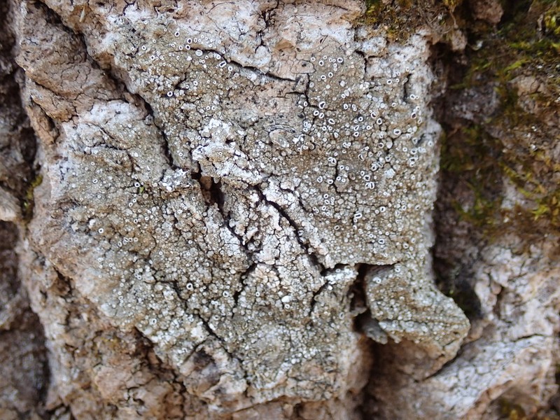 Rim Lichen photo 6
