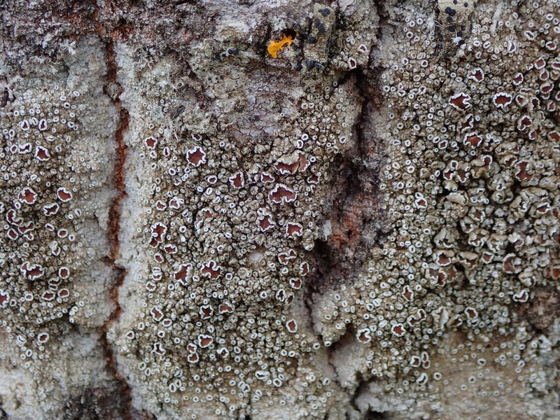 Rim Lichen photo 7