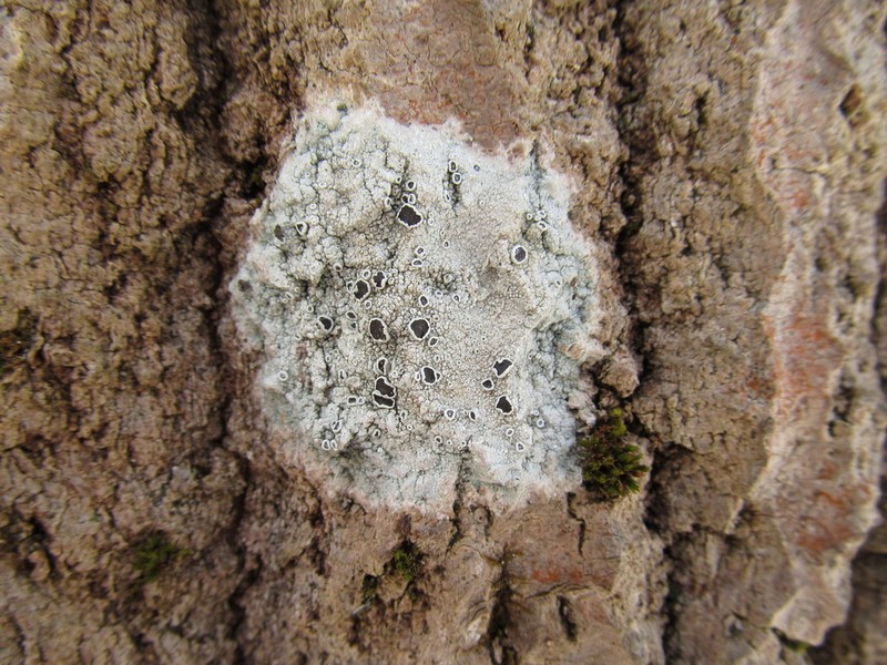 Rim Lichen photo 8