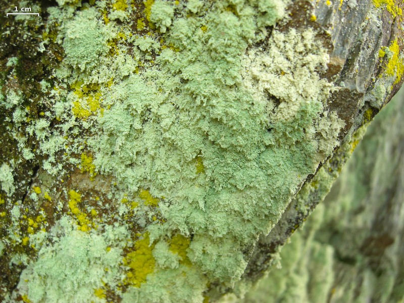 Anakeesta Rim Lichen