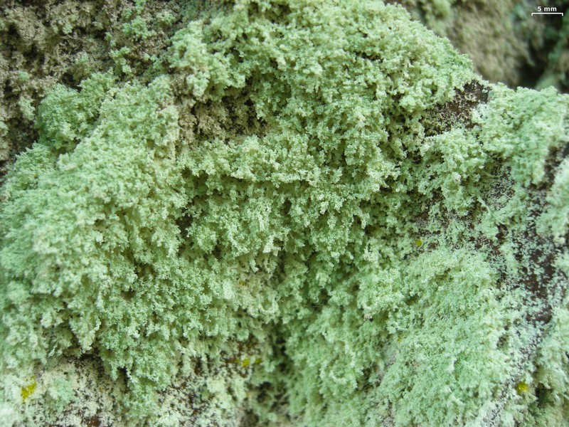 Anakeesta Rim Lichen