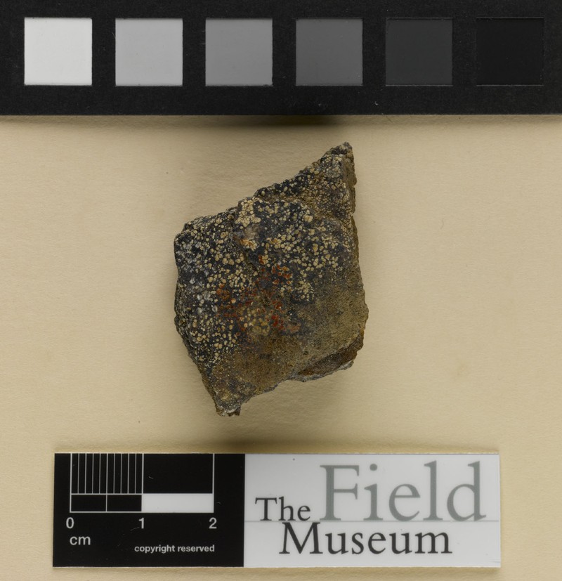 Applegate's Rim Lichen