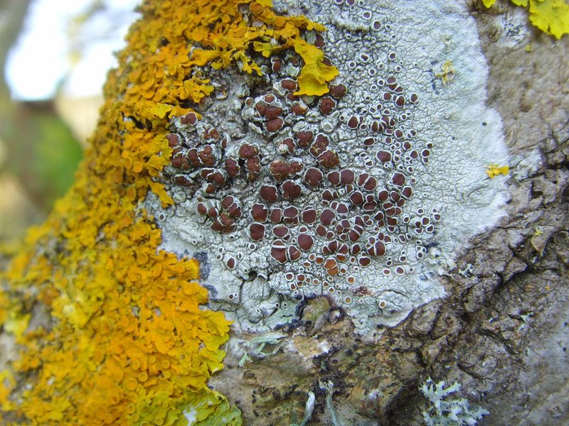 Rim Lichen