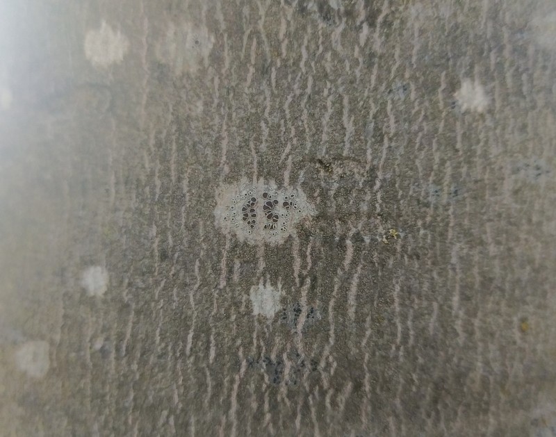 Rim Lichen
