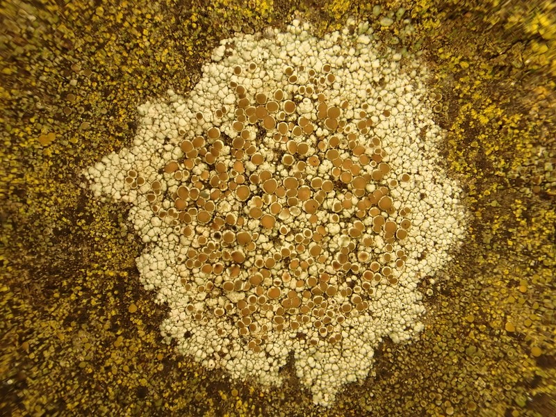Rim Lichen photo 2