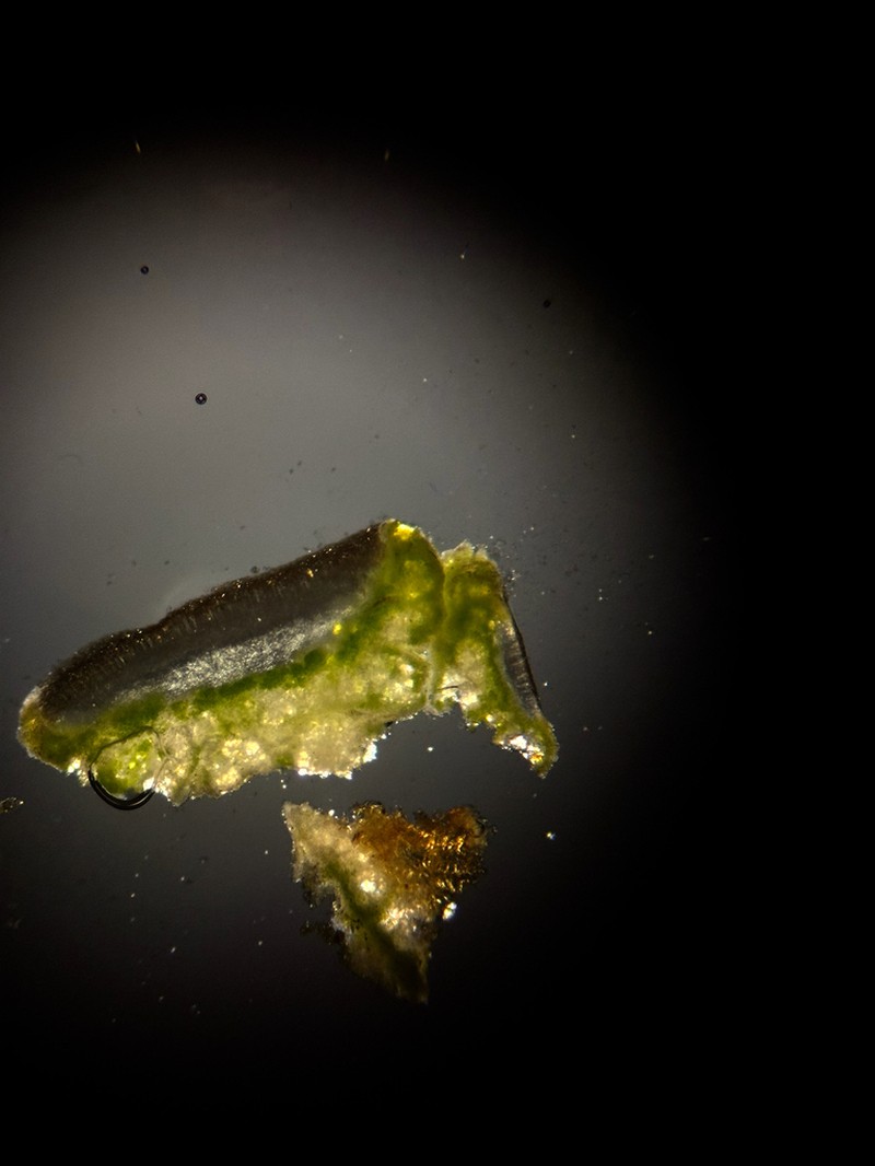 Rim Lichen photo 3