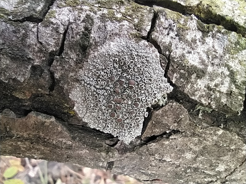 Rim Lichen photo 4