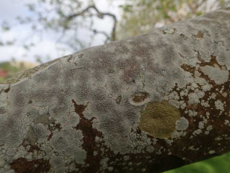 Rim Lichen photo 5