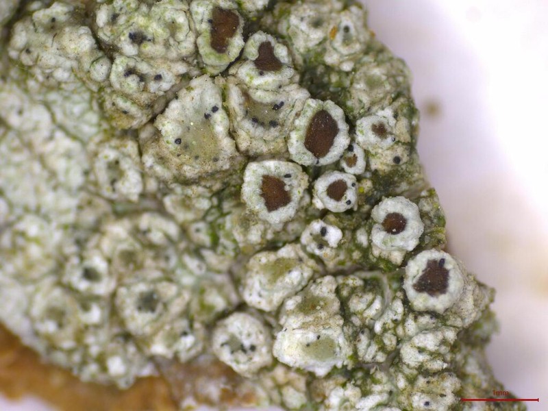 Rim Lichen photo 6