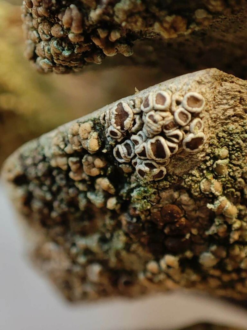 Rim Lichen photo 7