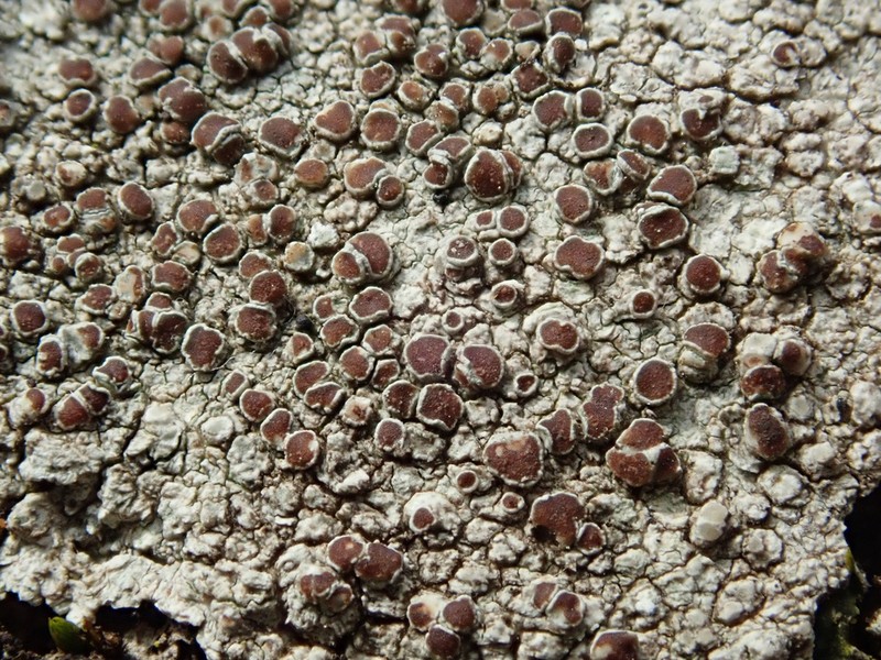 Rim Lichen photo 8