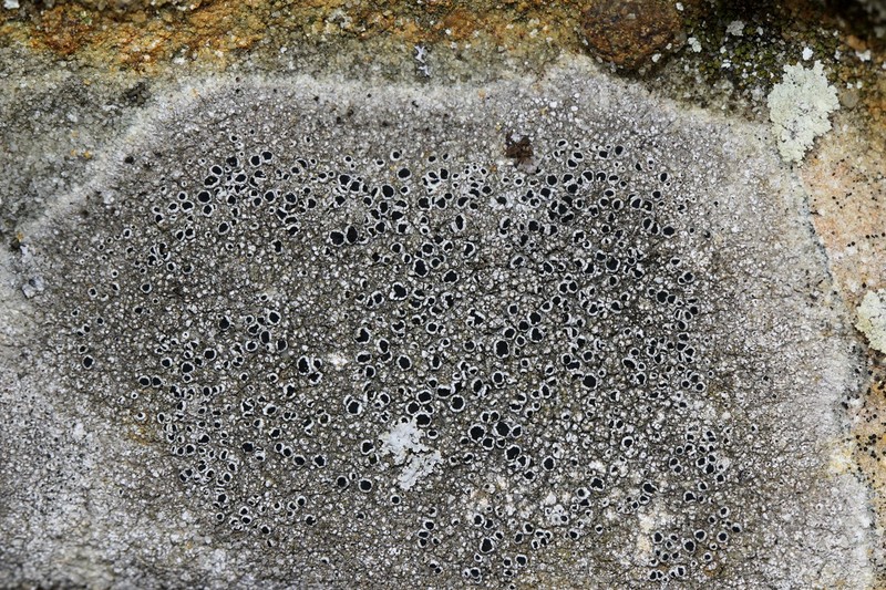 Lecanora argentea