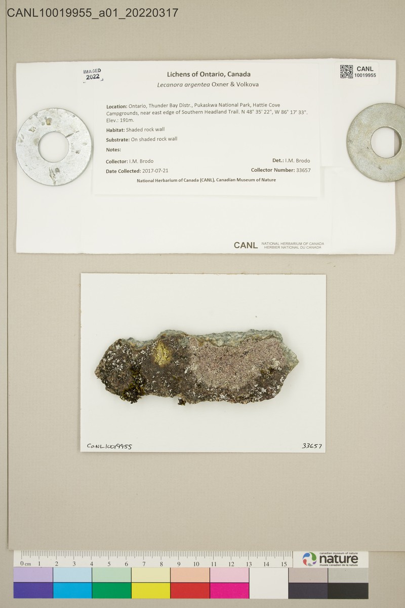 Lecanora argentea photo 2