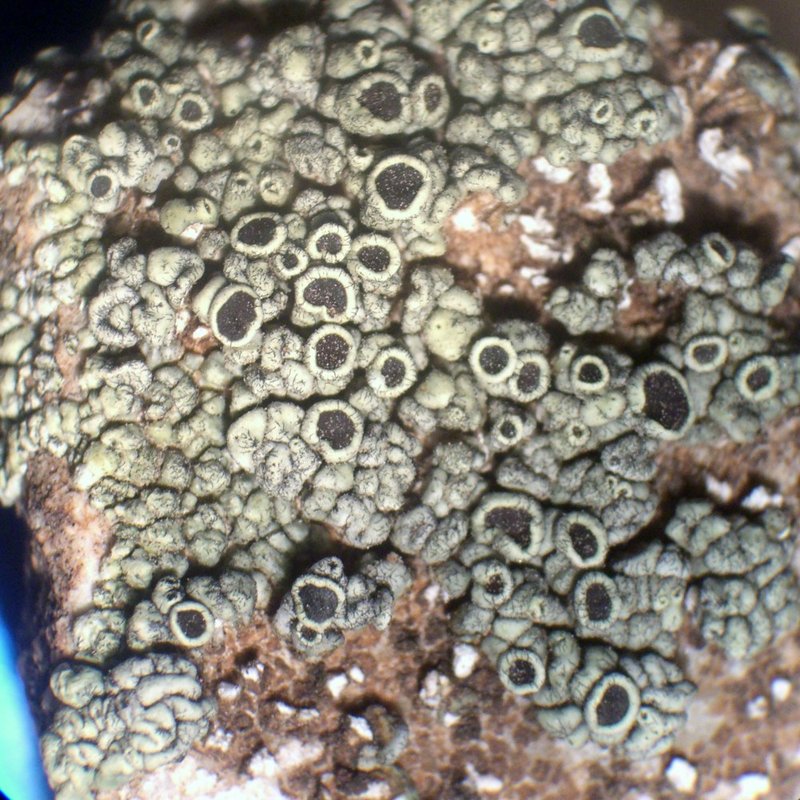 Rim Lichen
