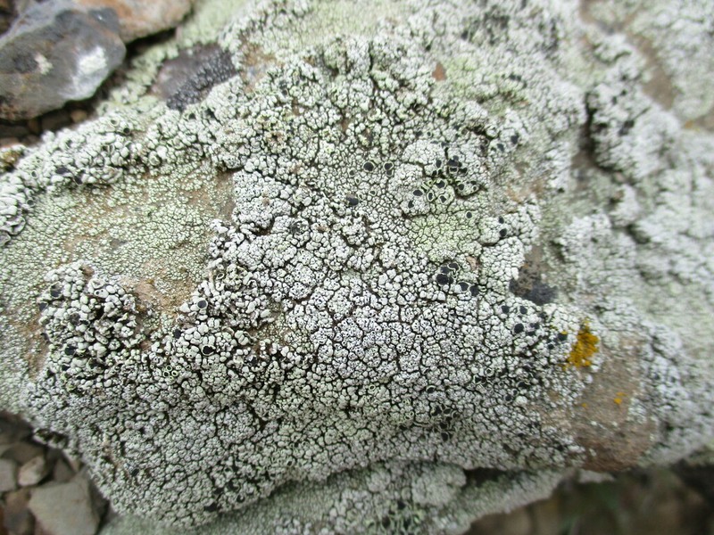 Rim Lichen