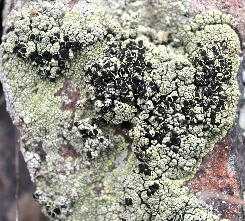 Rim Lichen photo 2