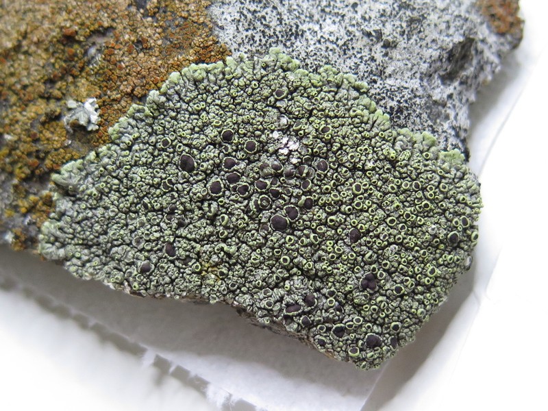 Rim Lichen photo 3