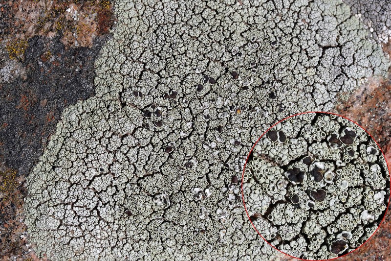 Rim Lichen photo 4