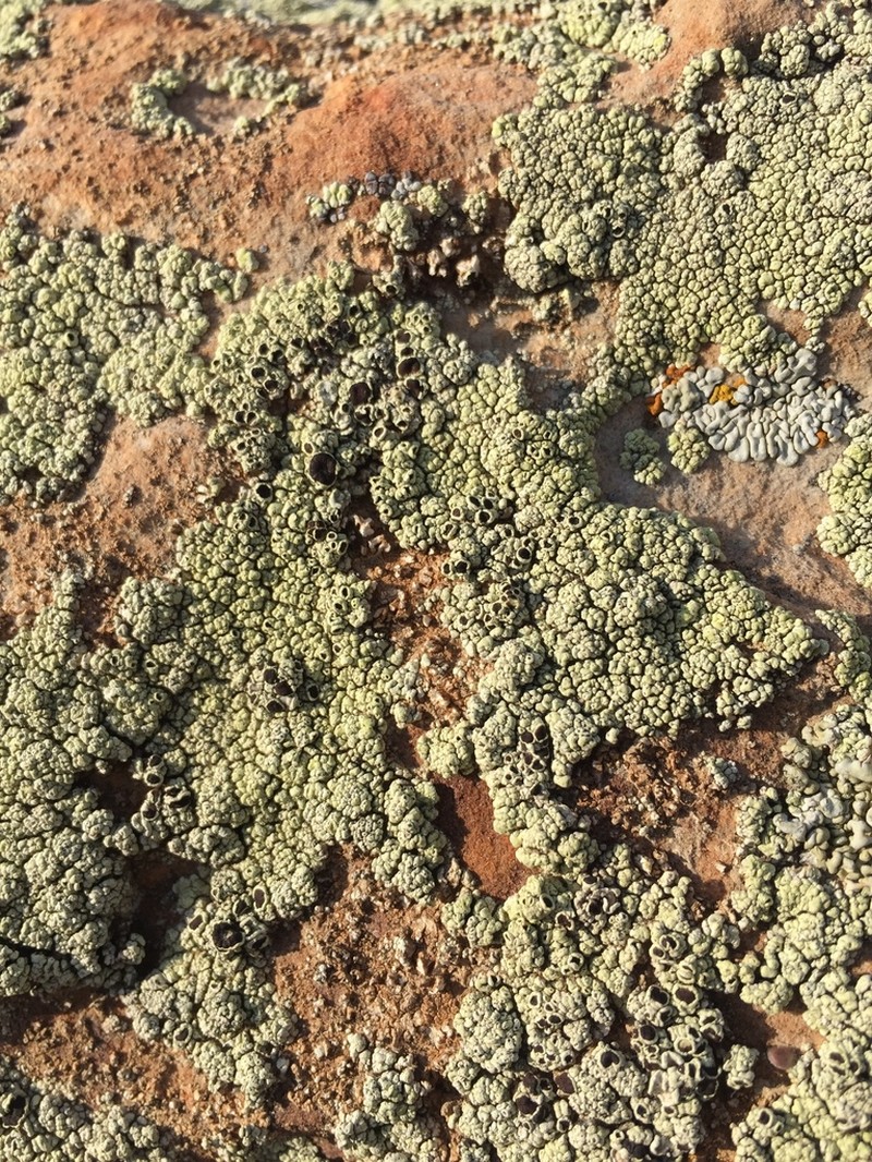 Rim Lichen photo 5