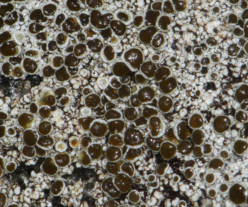 Rim Lichen photo 6