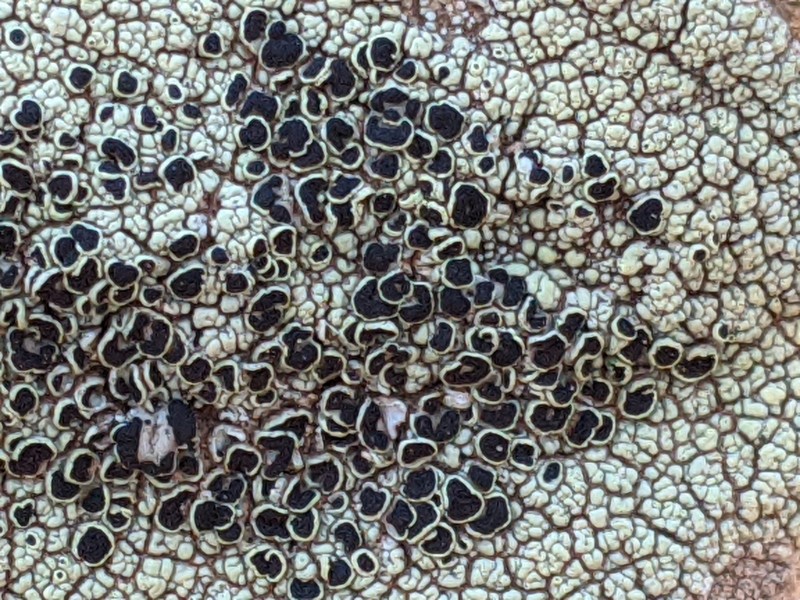 Rim Lichen photo 7
