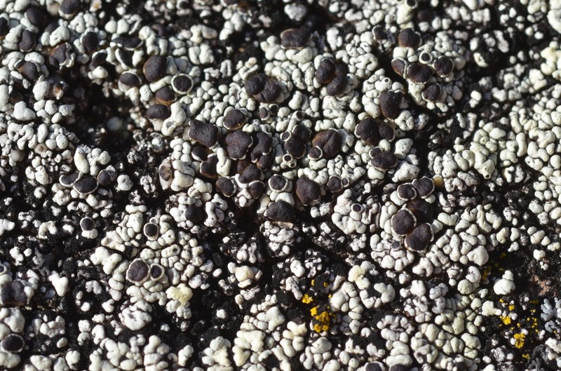 Rim Lichen photo 8
