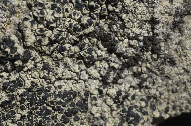 Rim Lichen
