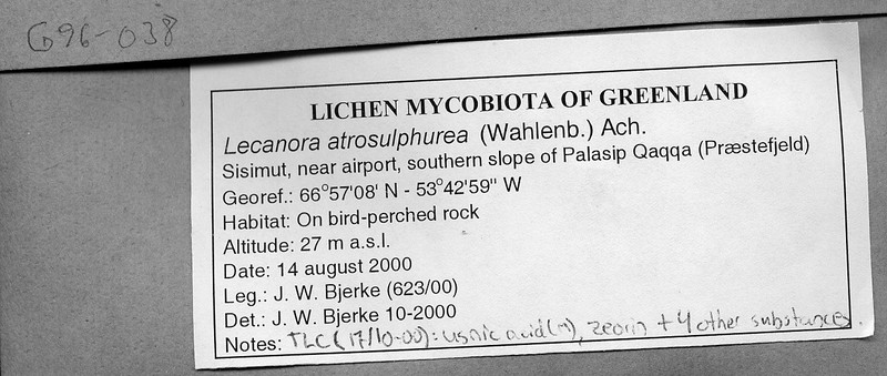 Rim Lichen photo 2