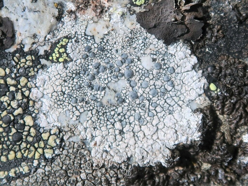 Rim Lichen