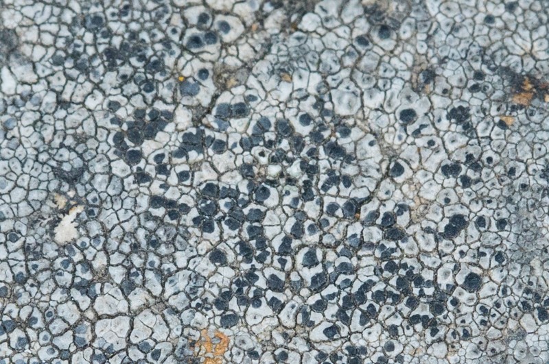 Rim Lichen photo 2
