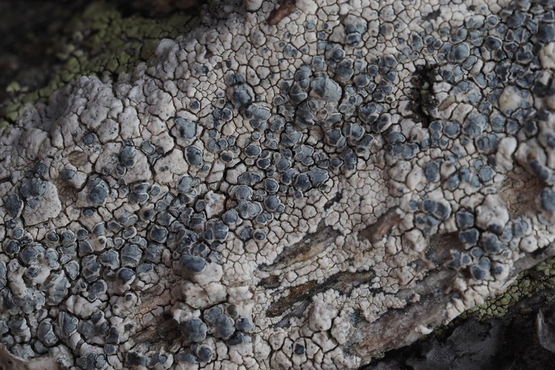 Rim Lichen photo 3
