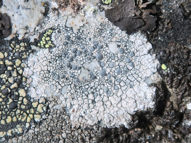 Rim Lichen photo 4