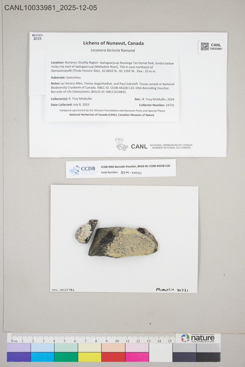Rim Lichen photo 6