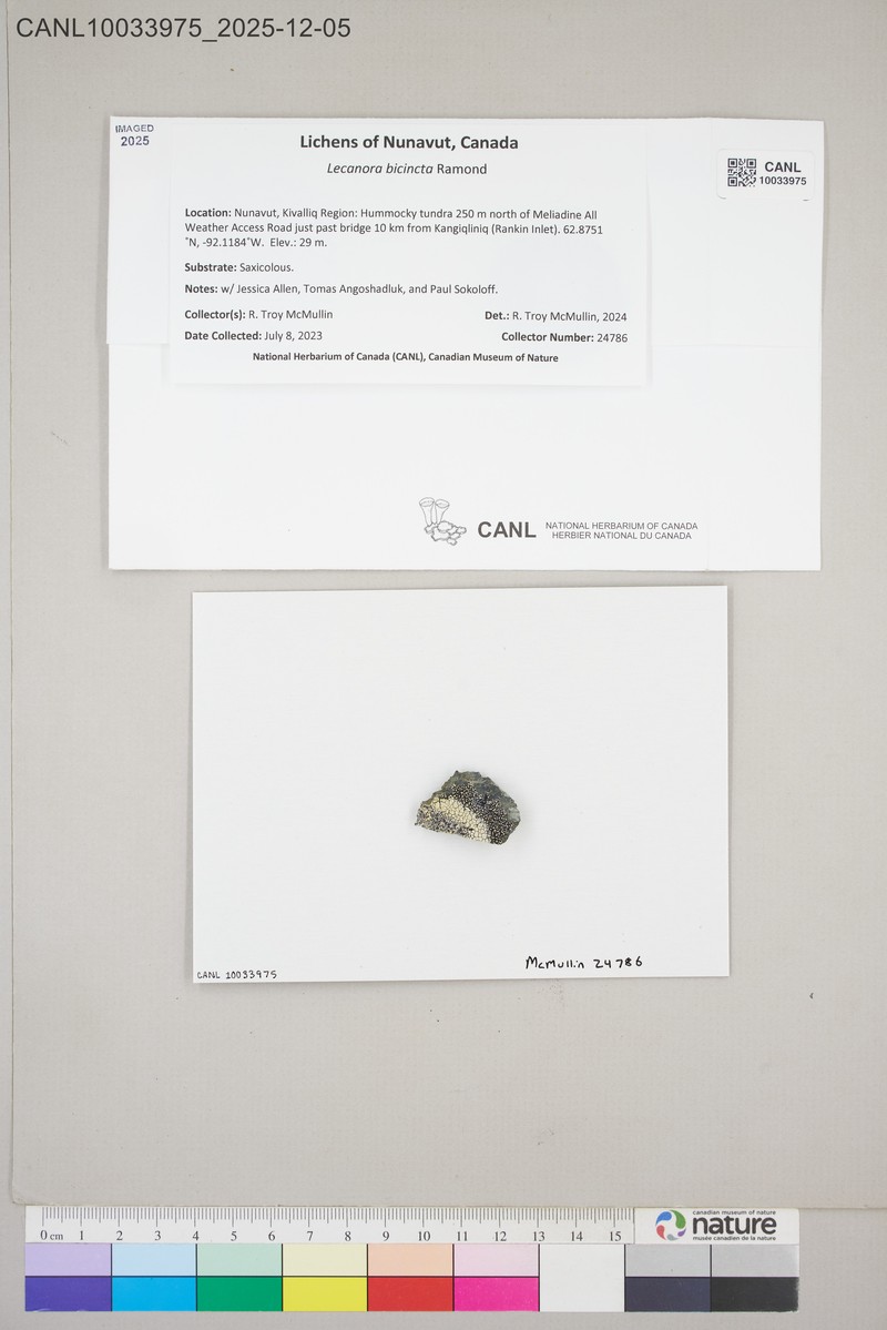Rim Lichen photo 7