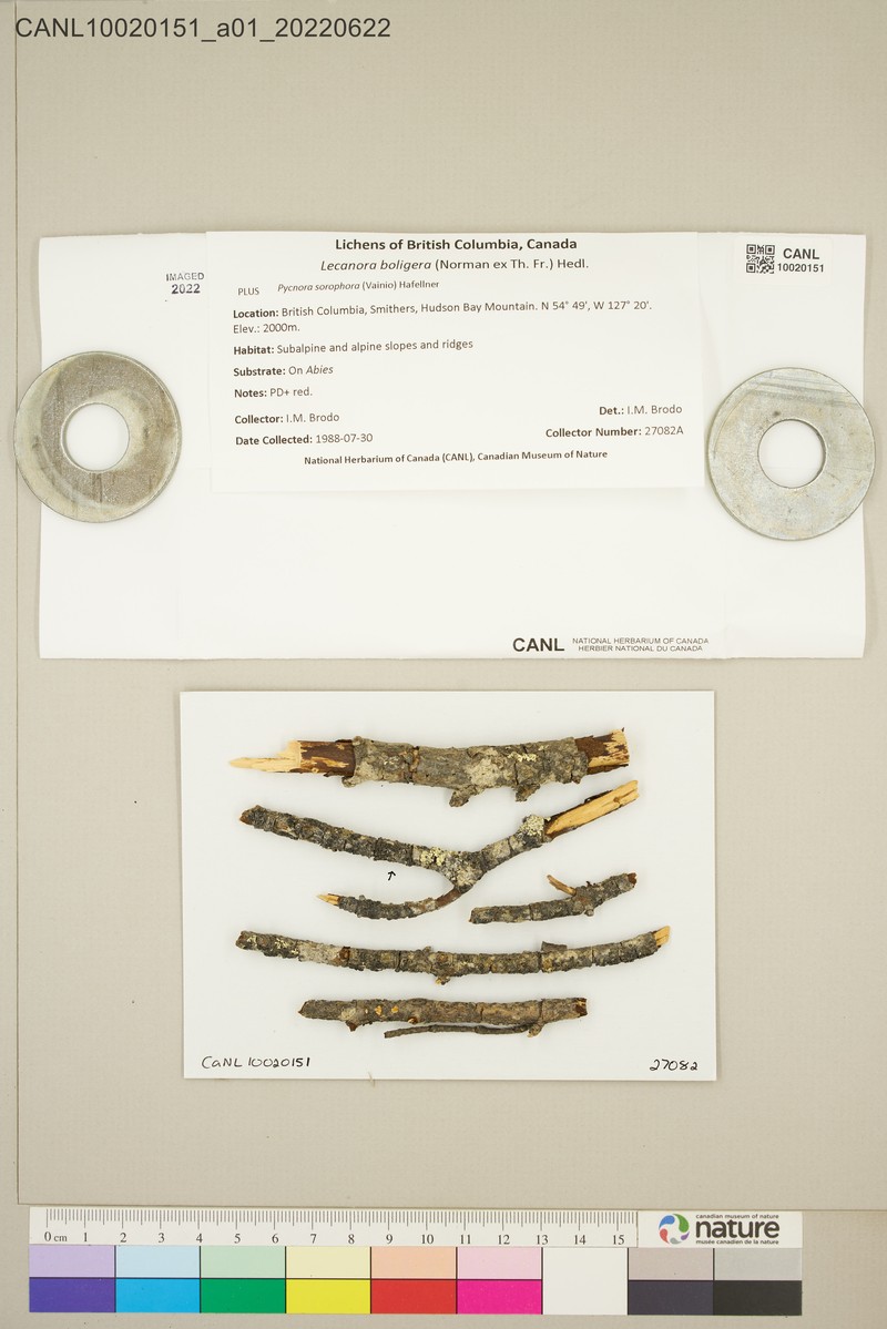 Rim Lichen