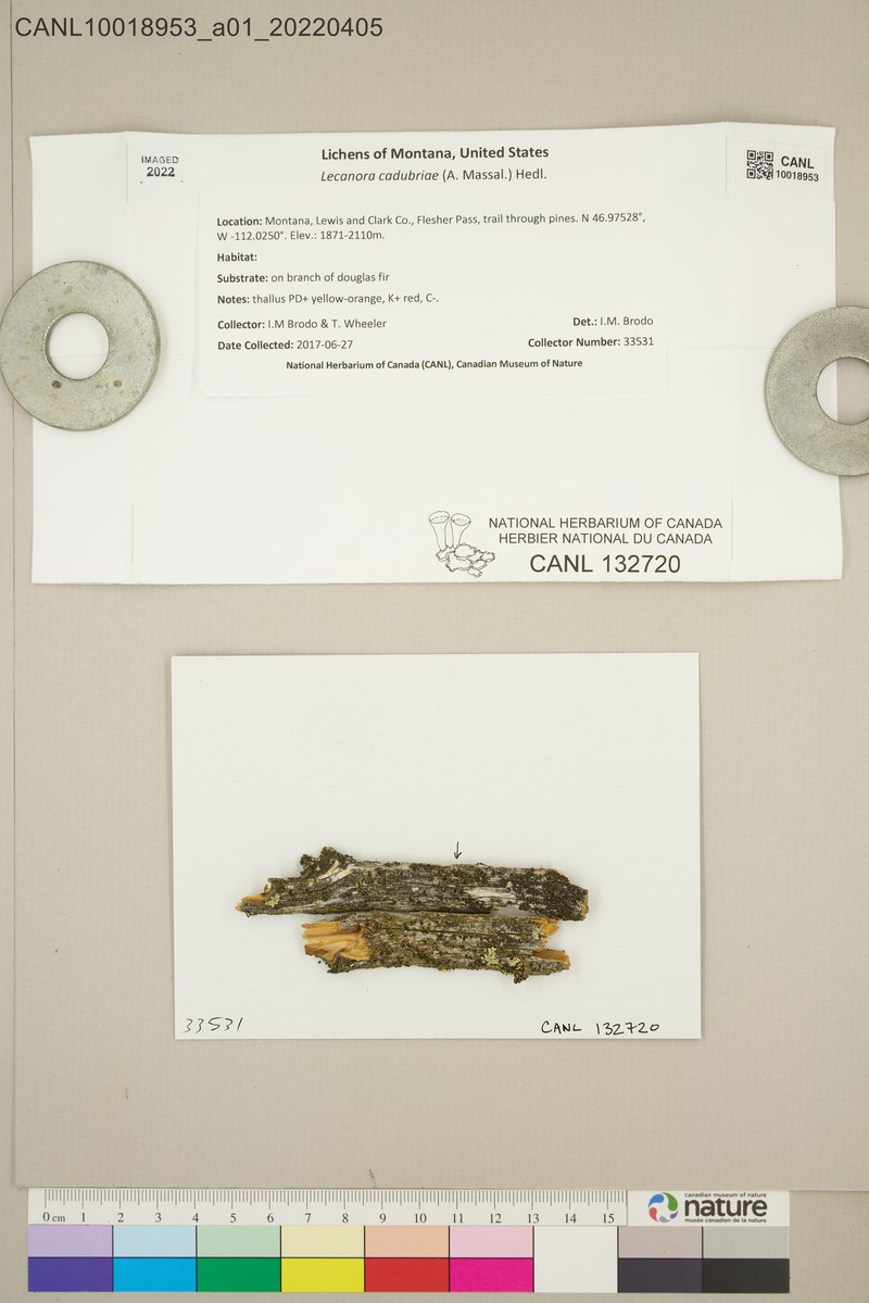 Rim Lichen