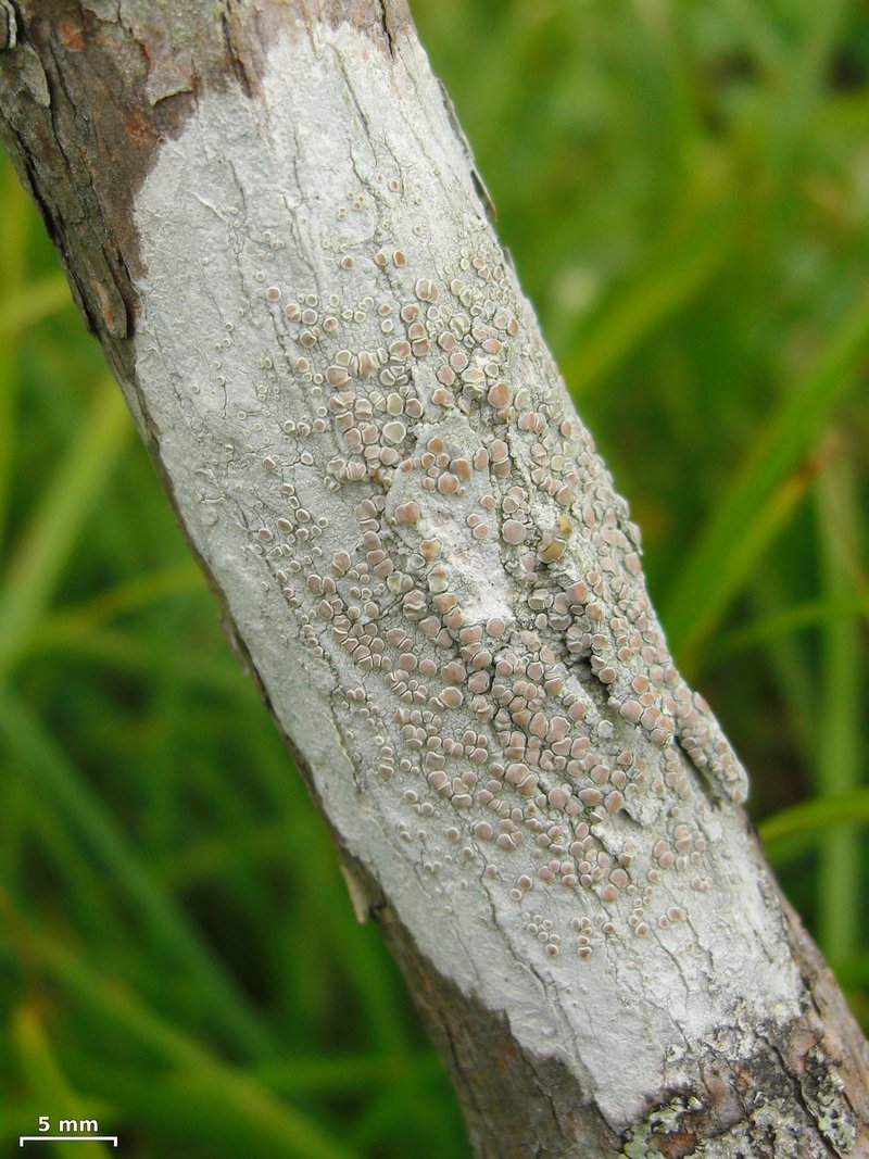 Rim Lichen