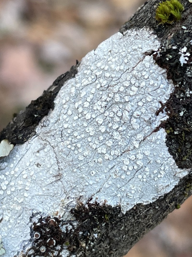 Rim Lichen