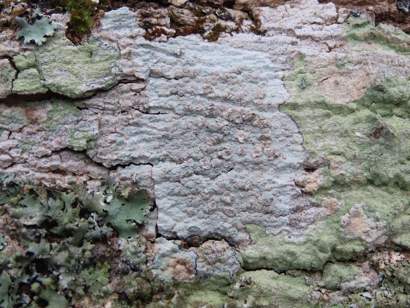 Rim Lichen photo 2