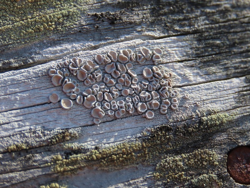 Rim Lichen photo 3