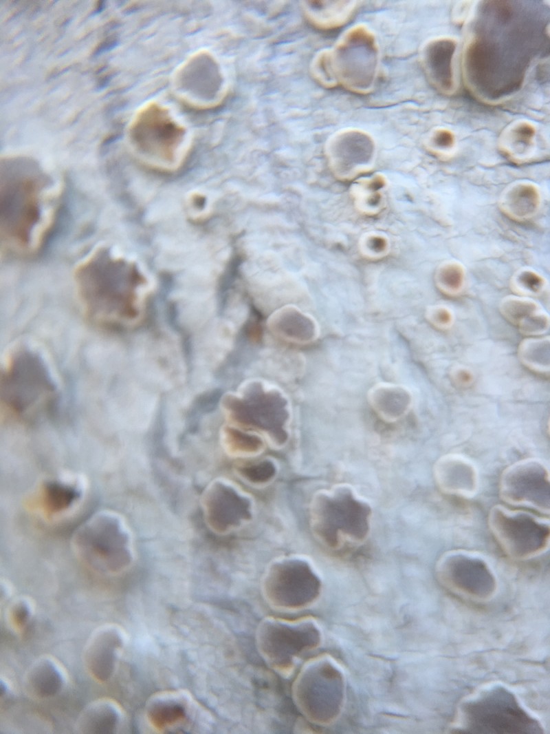 Rim Lichen photo 4