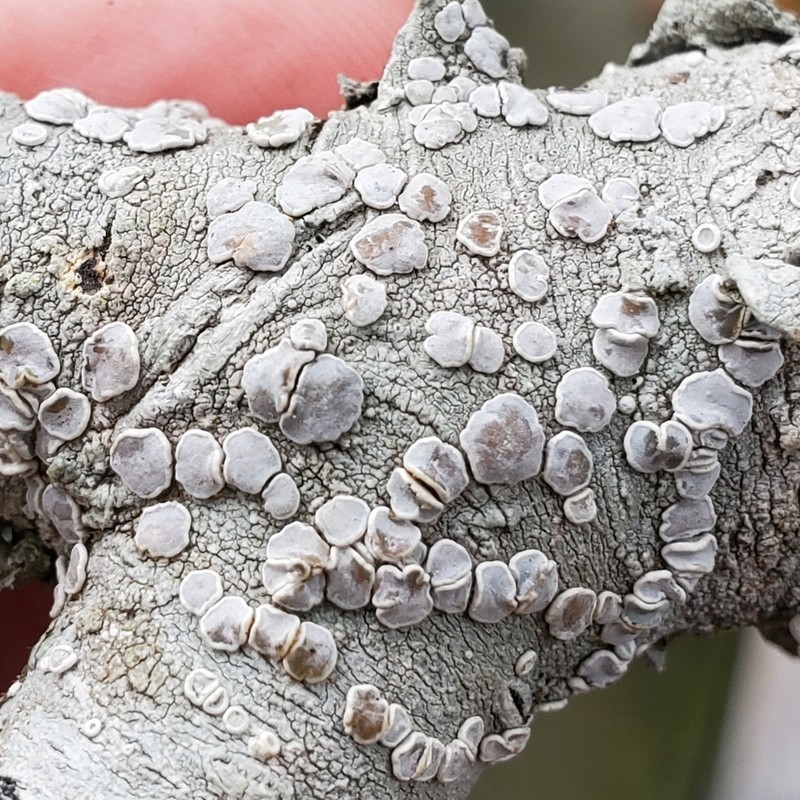 Rim Lichen photo 5